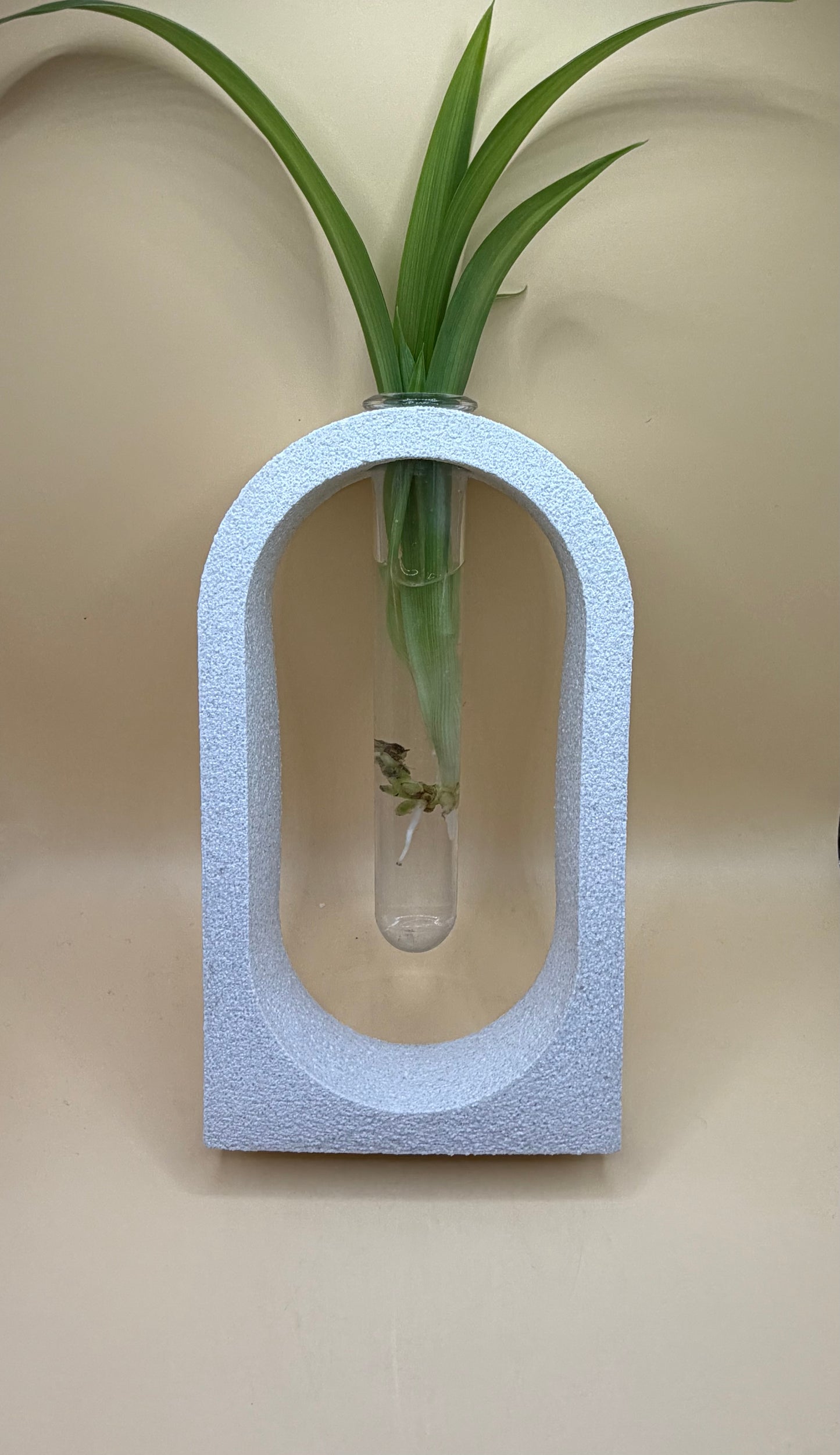 Koko’s Propagation Station - With Spider Plant